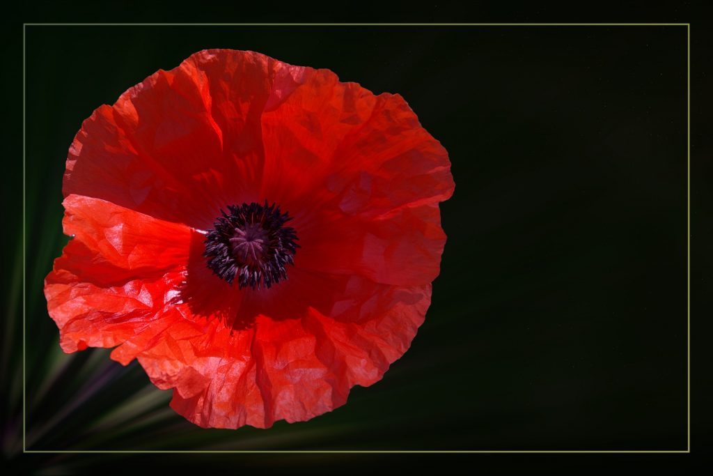 hansbenn poppy 1872918 1920