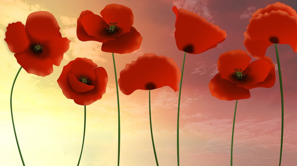 laurencerouault poppies 3579175 1920